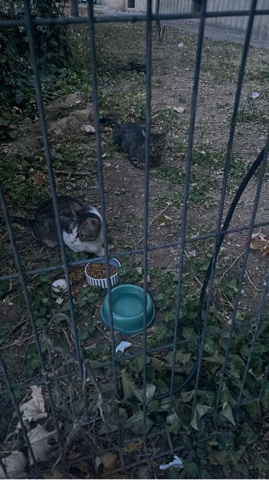 Pui de pisicuta sterilizat