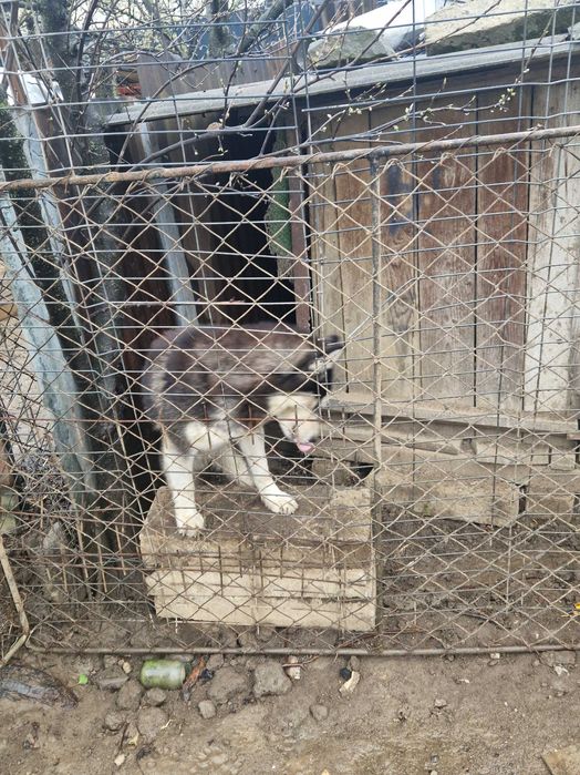 Câine tip Husky – prietenos, vaccinat + carnet