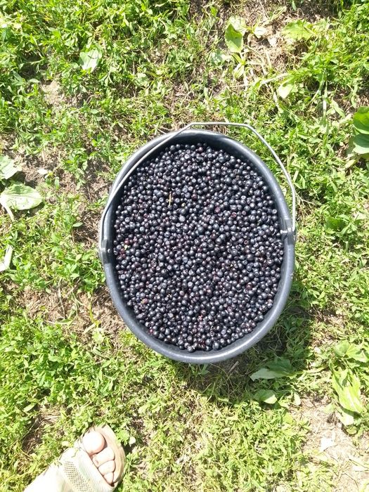 Vând afine de pădure 25k Nr 0759694269