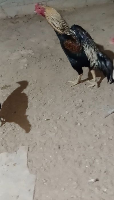 Продам Дакан қораз