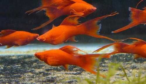 Аквариумни рибки хелер, хелер албино ред