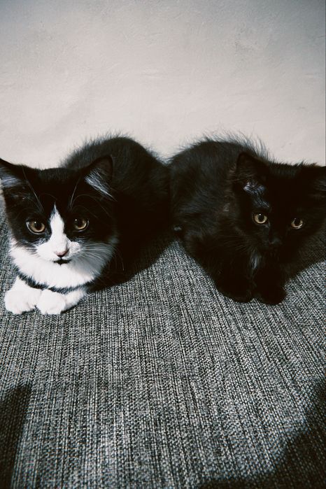 котята мальчикии