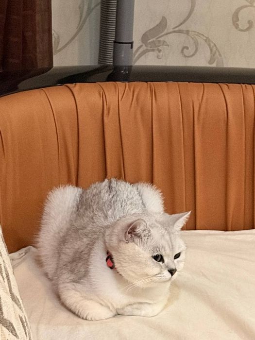 Чистокровное Краткосчерстные британские кошки котята.