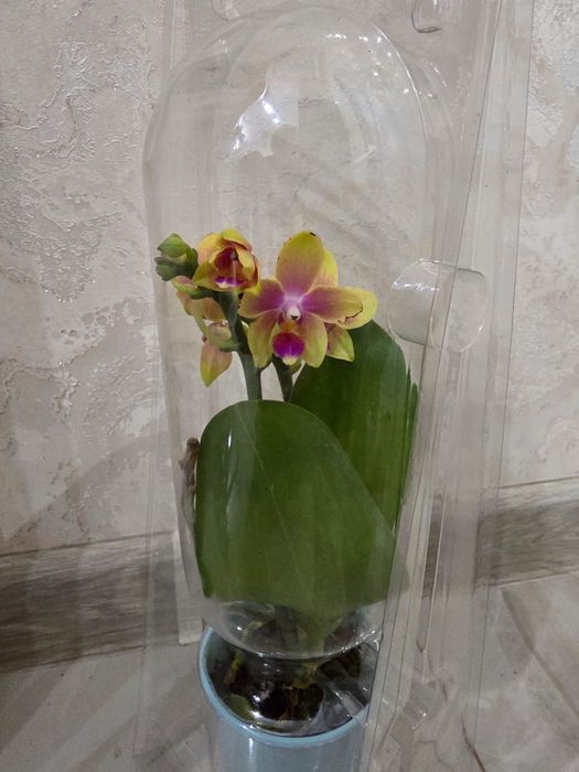 Комнатные  цветы орхидеи, антуриум, шефлера