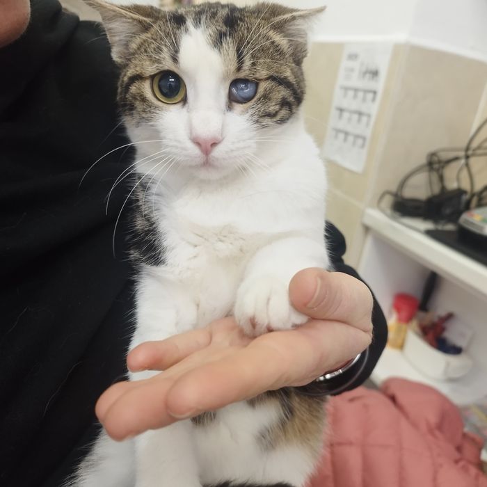 котенца от Созопол