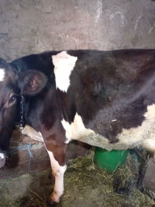 Продава се юничка