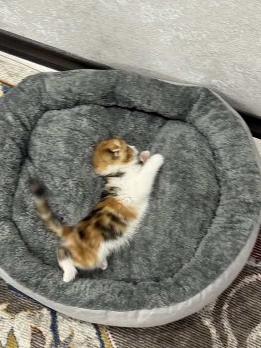 Кошка пародистая