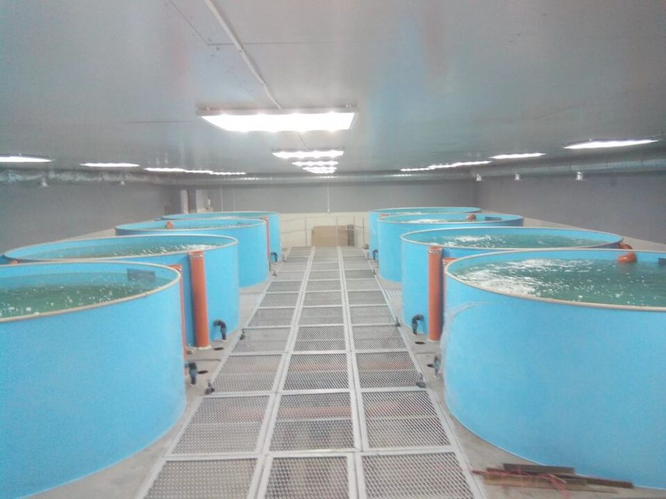 Бассейны для выращивания рыбы