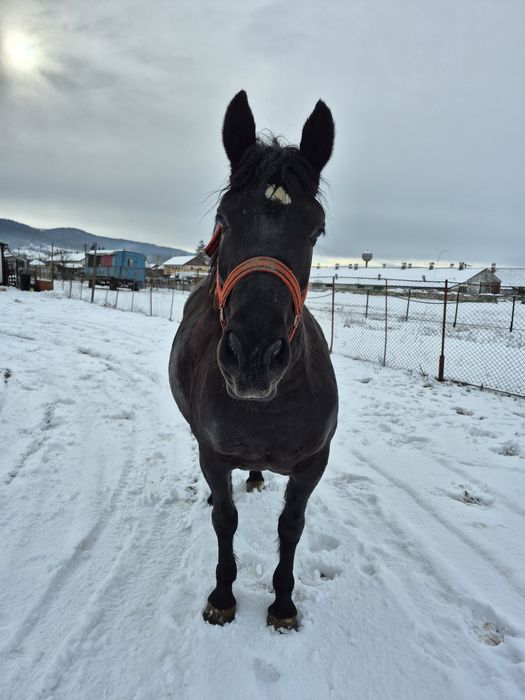 Iapă de vânzare 3 ani