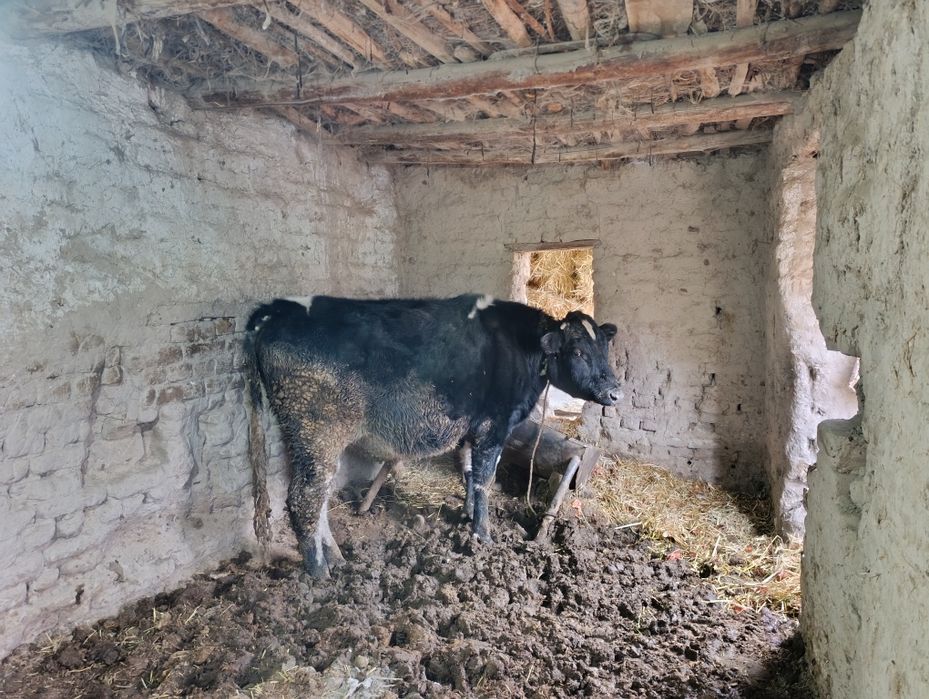 Mol hokiz okiz sotiladi