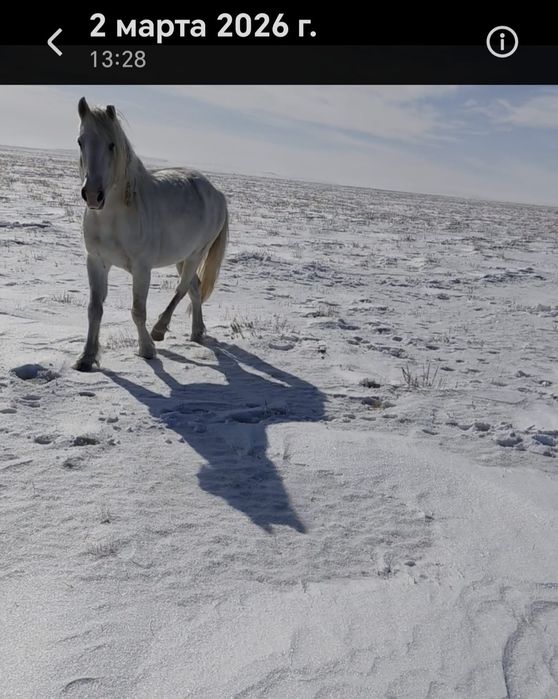 Сатылады... Айгыр