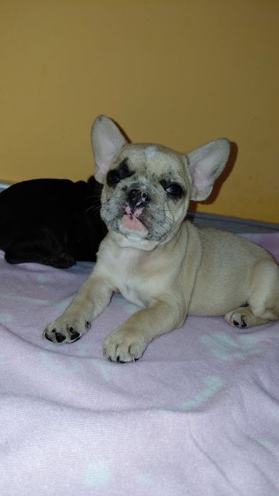 Френски булдог-булдочета