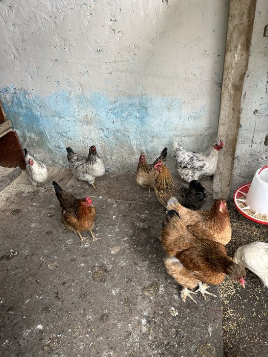 Куры Адлер,кучин,голашейка и.д