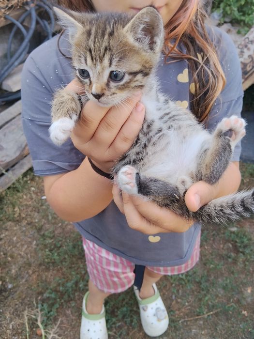 Отдам котят в хорошие руки