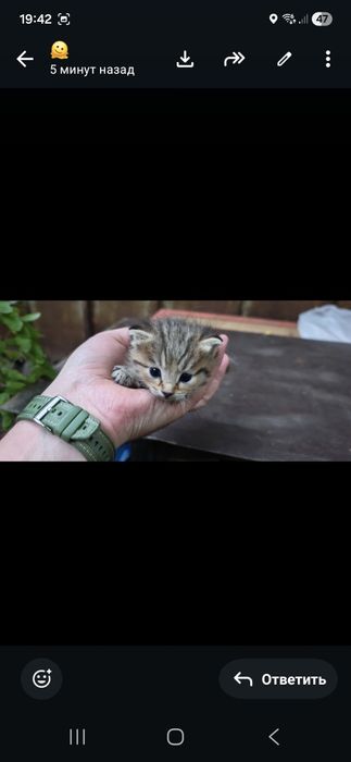 Котята шотландские уличные