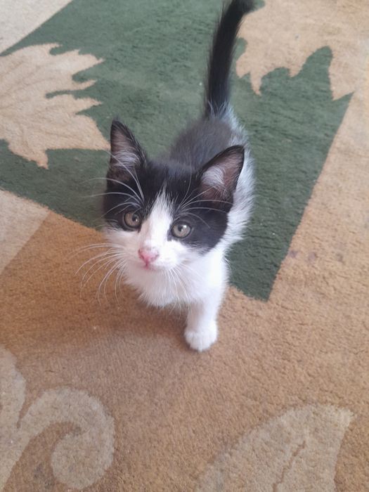 Одам. Катенка хороший руки