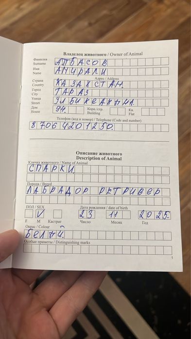 Лабродор Ретривер, щенок (5 месяцев),