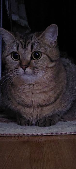 СРОЧНО! Продаётся Тикированная- Шиншилла  Беременная