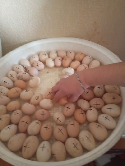 Цыплята кур и индюков