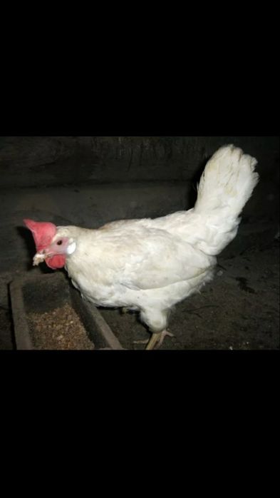 Продаю домашних курей коралл