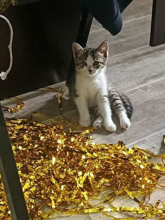 Пристраивается девочка в добрые ручки