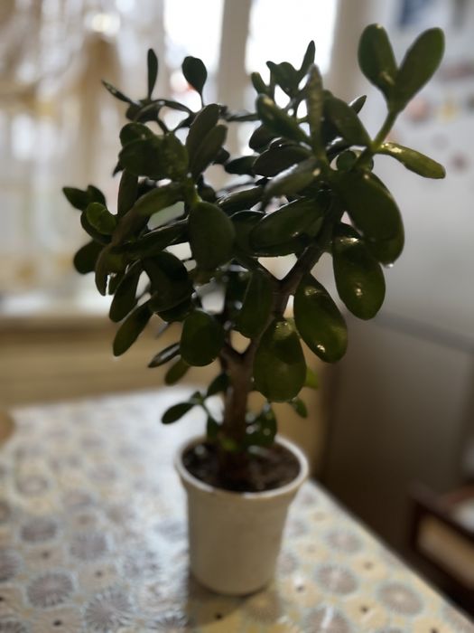 Денежное дерево. Комнатное