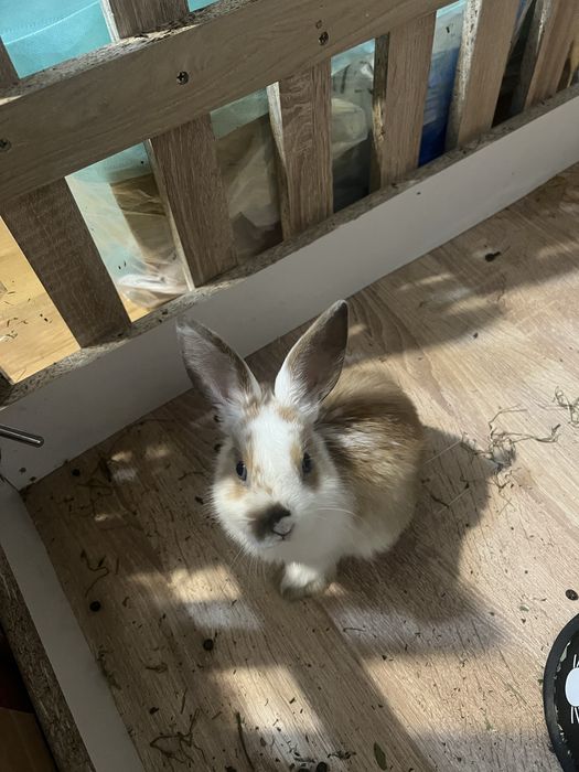 Кролик , супер ласковый