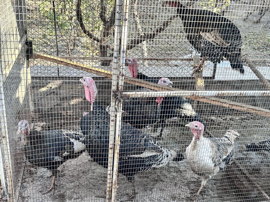 Индюклар сотилади