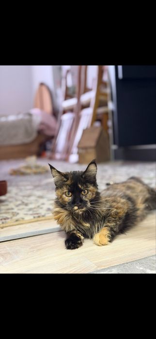 Maincoon mushuklar sotiladi