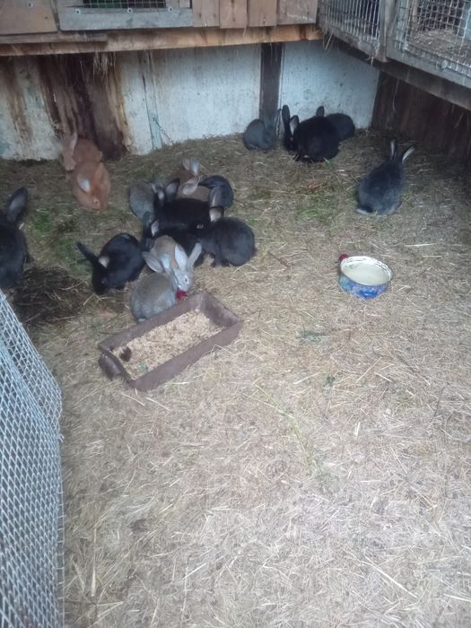 Продам кроликов.