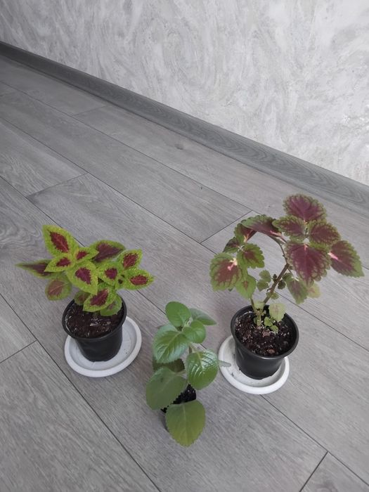 Комбо из 4х цветов 2500