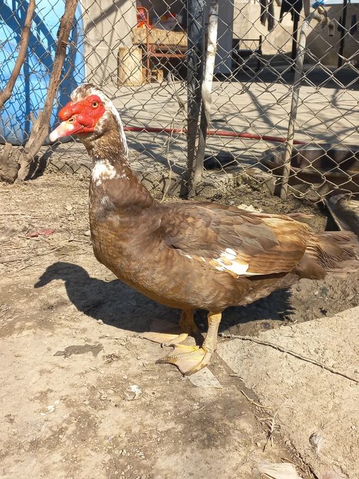 Индоутка  .   .    .   .