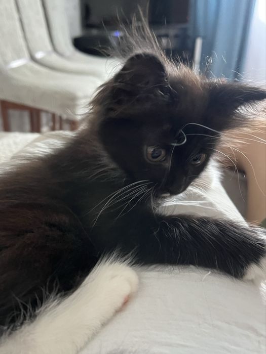 Отдам котенка девочку бесплатно