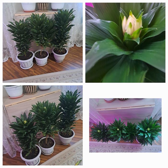 Комнатные  цветы