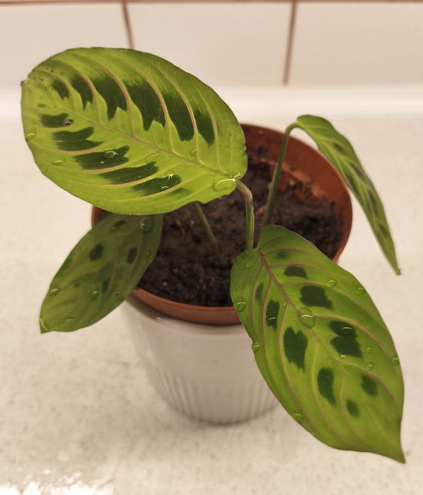 Стайни цветя различни видове