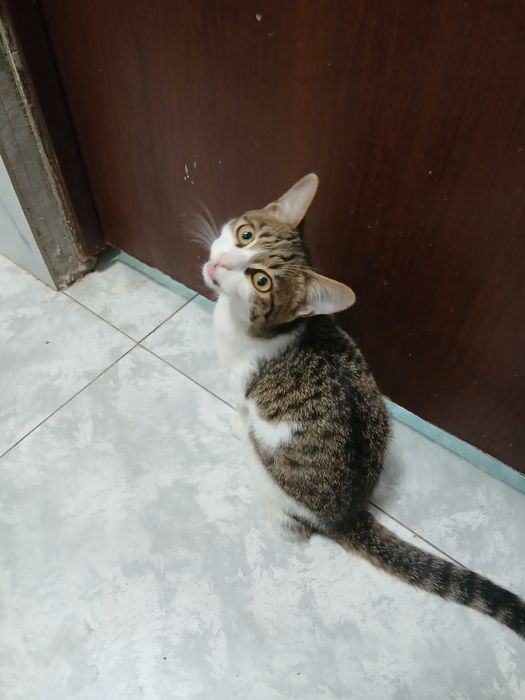 Мысык тегін  Кошки