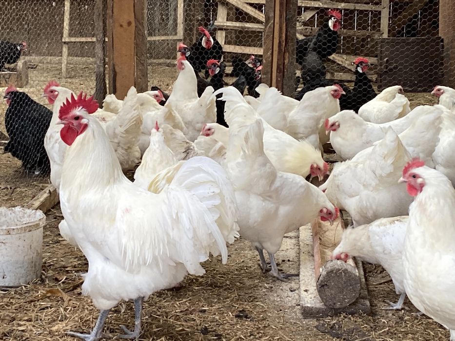 Oua Australorp alb