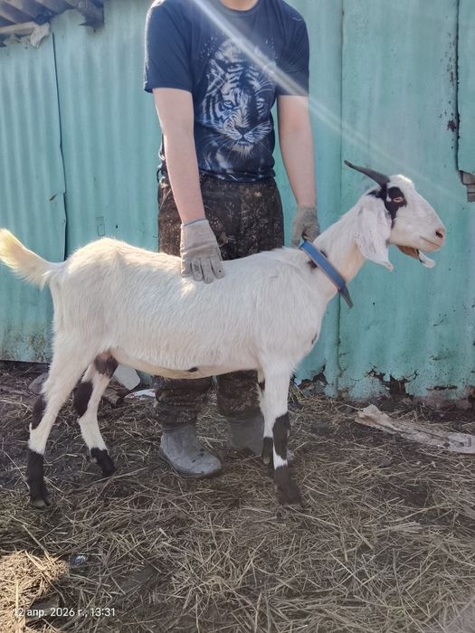 Продается козочка красавица!