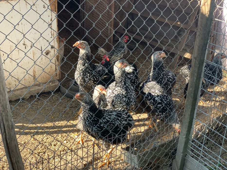 Vand porumbei, iepuri si gaini