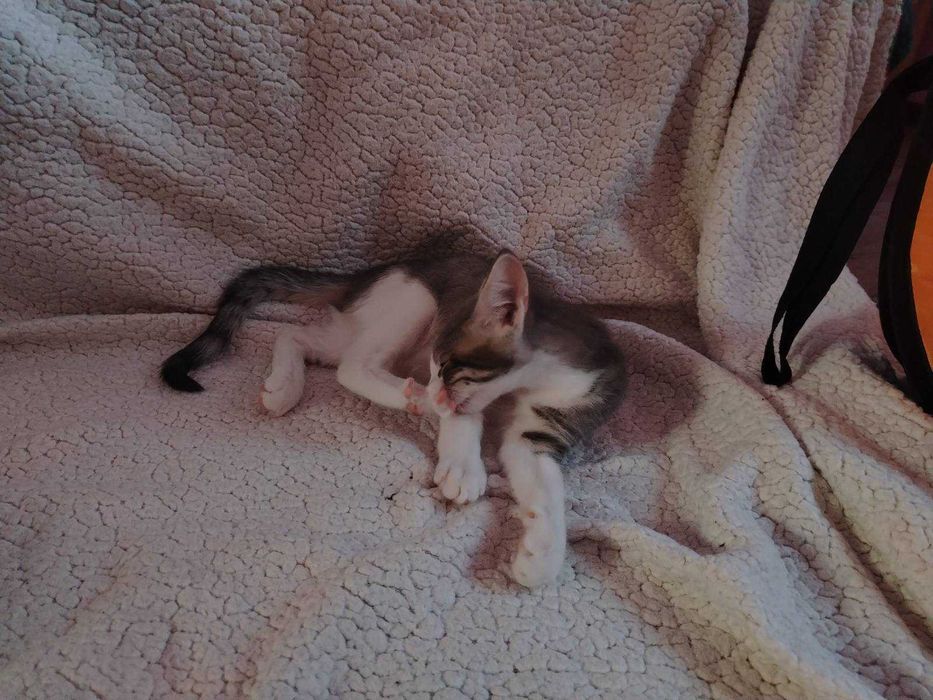 Котета търсят дом