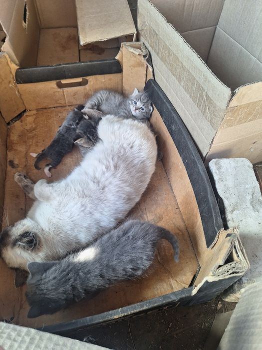 Продам Котят хороших