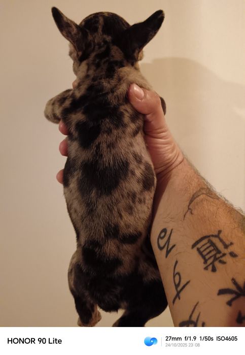 Френски булдог Мерле