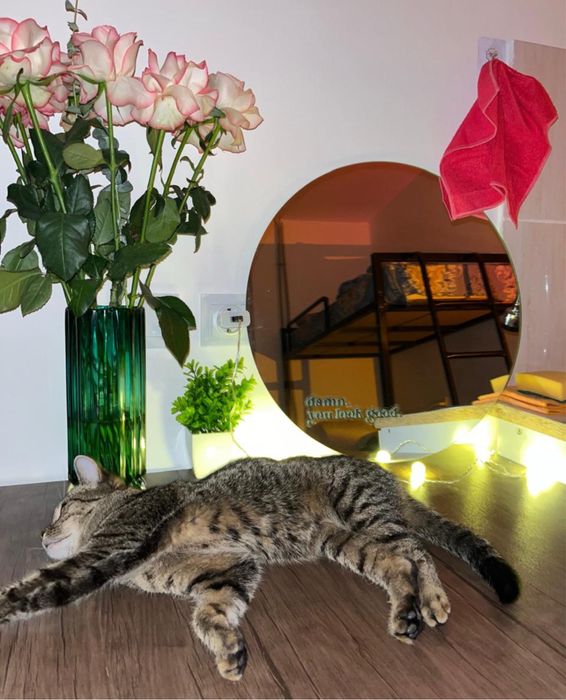 Актау! Кошка в добрые руки!