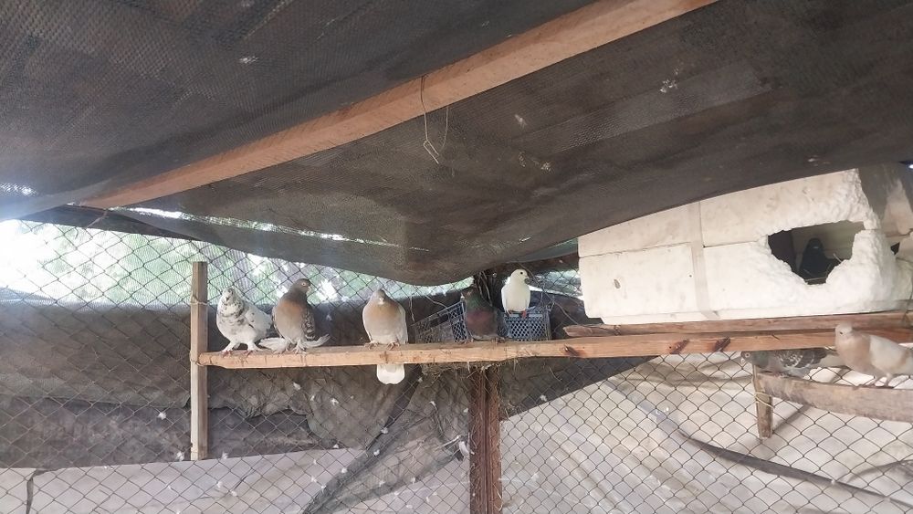 Здраствуйте,голубей продаётся оптом,15 штука,