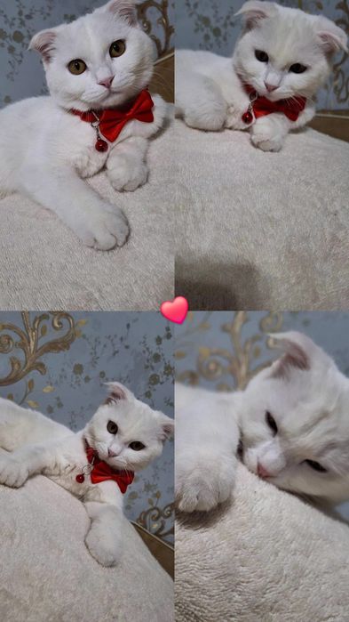 Скотиш фолд мушукча