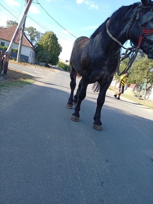 Vând armăsar de 3 ani sur