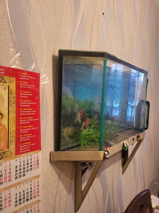 Аквариум бесплатно
