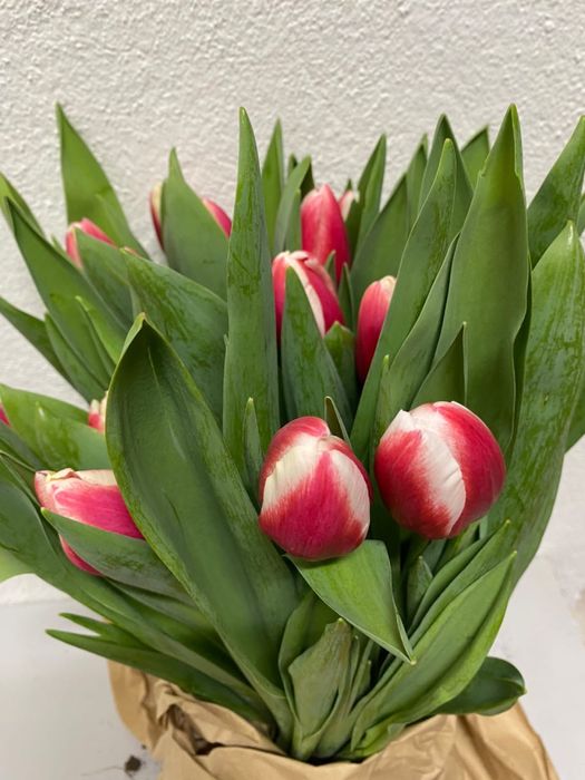 Тюльпан цветы оптом