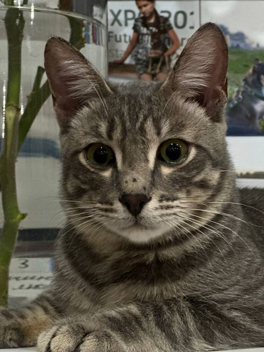 Отдам кастрированного кота 10 месяцев