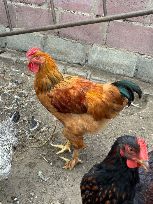 Продам петухов помесь Брама